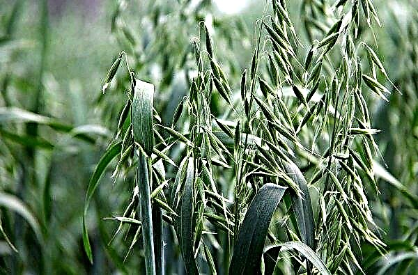 Barley as siderat: is it possible to sow for the garden in autumn, the pros and cons, is it fertilizer, the advantages and disadvantages of sideration