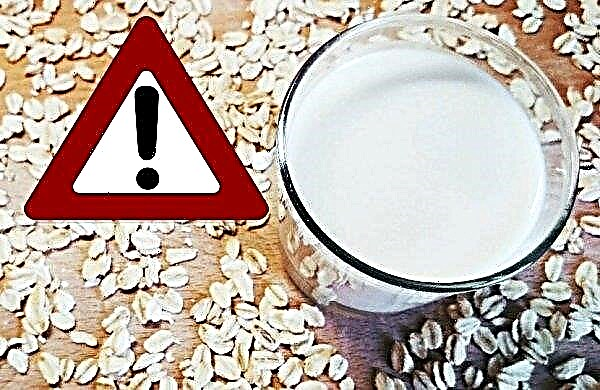 Oat milk: health benefits and harms, how to take with breastfeeding and for weight loss, its composition, calorie content and BJU, how to cook
