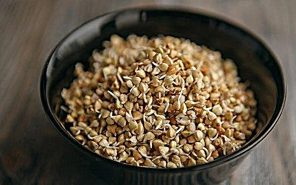 Como brotar trigo mourisco verde em casa para comer, como armazenar e comer trigo mourisco brotado