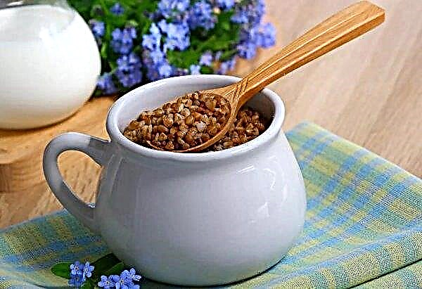 Kefir and buckwheat with high sugar: 2 types, ground buckwheat with kefir, to lower blood sugar, the benefits and harms, how to prepare