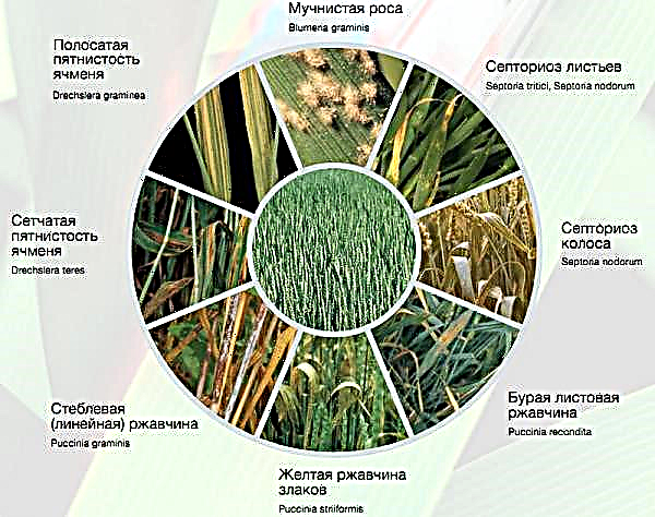 Maned barley (Hordeum jubatum): description of a decorative plant, planting and care, application in landscape design, photo