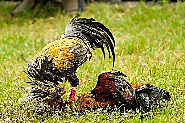 How does a rooster impregnate a chicken, why does a rooster trample a chicken