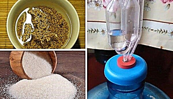 Moonshine de blé: recettes de purée de blé de blé à la maison, comment faire avec du sucre et de la levure et sans eux, sans germination