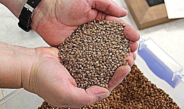 Cultivo de trigo sarraceno: quando semear e como cultivar trigo sarraceno, rendimento de semeadura e taxa de semeadura