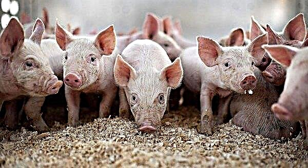 Ascariase porcine: signes cliniques, diagnostic et traitement, prévention, danger pour l'homme, photos