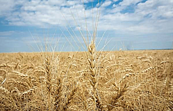 Asketna ozimna pšenica: opis i karakteristike sorte, njezin začetnik, koliki je prinos sjemena