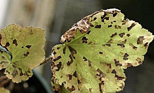 Begonia de hojas rojas: descripción, propiedades útiles y foto de una planta de interior, cuidado del hogar, reproducción