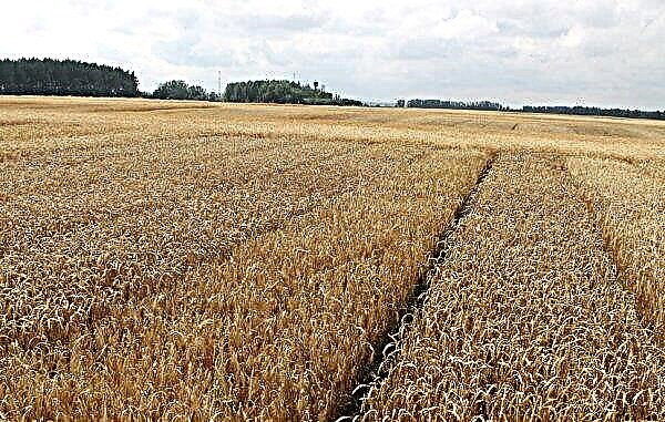 Diferenças entre o inverno e o trigo da primavera: como eles diferem e qual é o melhor, como distinguir visualmente, qual é a diferença entre eles