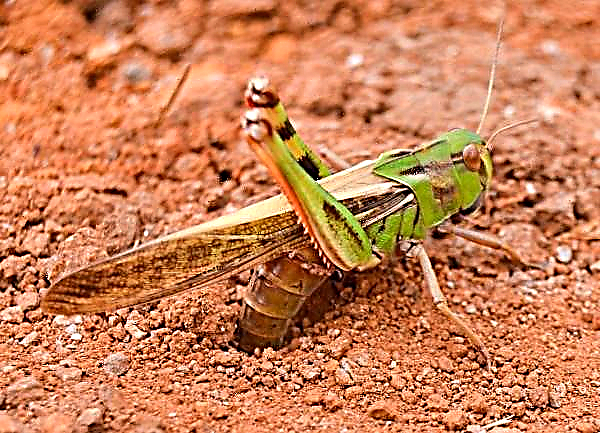 Locust eats up major crops in western India