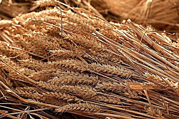 Russian experts raise grain export forecasts