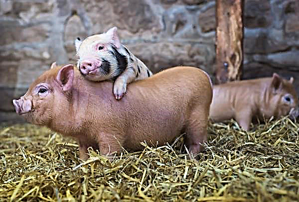 Amur pigs were not saved from the plague