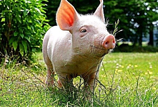 Le Brésil a introduit des innovations dans l'industrie porcine