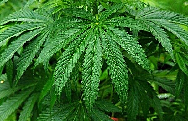 Nach der Legalisierung stieg der Verkauf von Freizeit-Cannabis in Kanada stark an