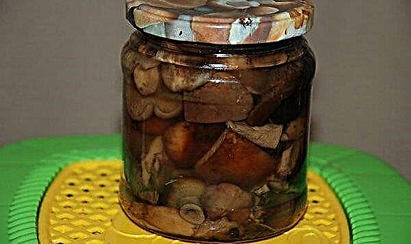 Kako kuhati gobice s prašiči: koliko kuhati, kako ocvrti in vložene kumarice