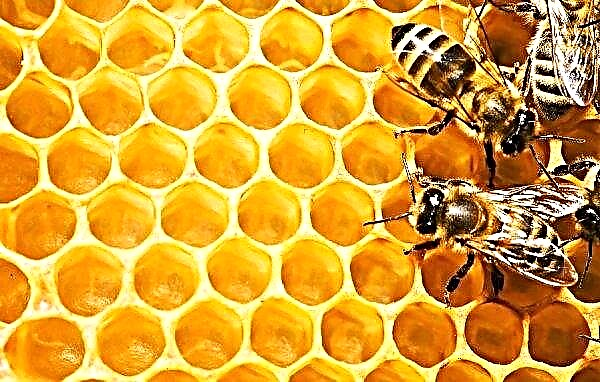 Kherson biavlere kan ikke blive enige om prisen på honning