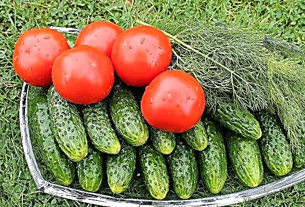 Les tomates de serre moins chères en Ukraine pendant quatre semaines consécutives