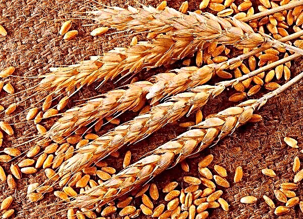 The quality of grain in Russia will be monitored according to a new method.