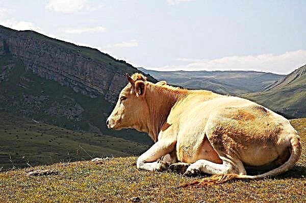 Estoy cambiando una vaca enferma por una sana: en Tatarstán, los granjeros se deshacen de manera rentable de las vacas afectadas por la leucemia