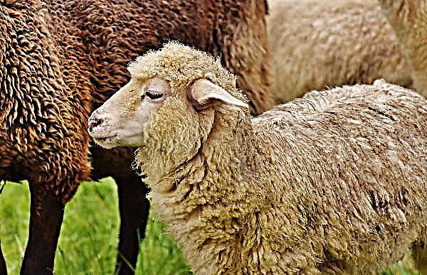 Het fokken van schapen is gepland in de regio Kherson
