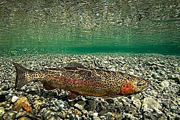 Syrian fish farmers restore river trout population