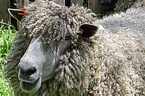 Precious wool of Ukrainian sheep is sold for next to nothing