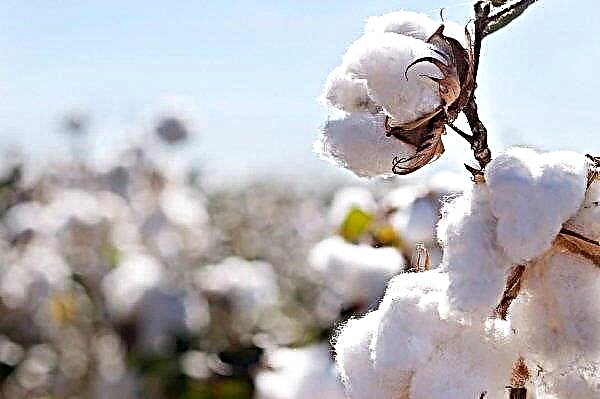 Costa do Marfim exportações de algodão bater recordes