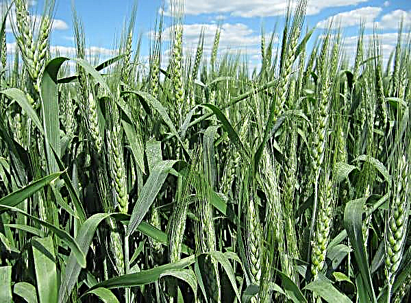 O uso de fertilizantes ecológicos na região de Yaroslavl mostrou excelentes resultados.