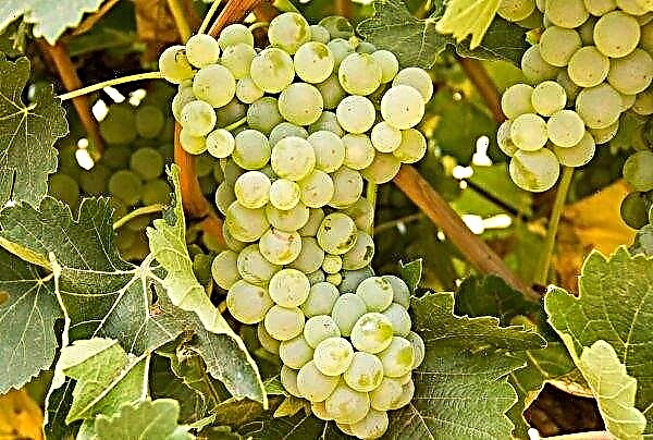 Depuis le début de l'année en Russie a posé plus de 1700 hectares de jeunes vignobles