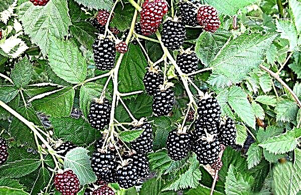 How to and when to plant blackberries in autumn with seedlings: timing, step-by-step instructions, care