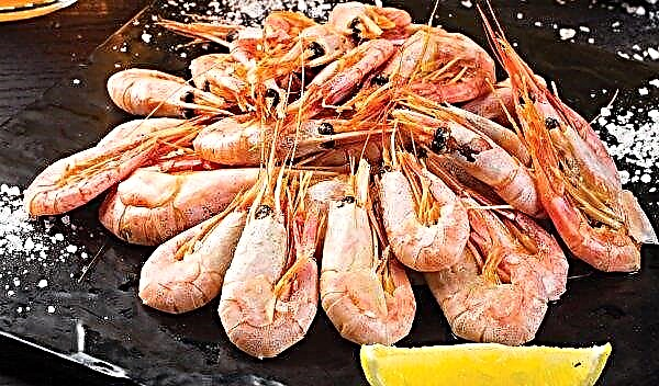 La première ferme de crevettes apparaîtra bientôt en Ukraine
