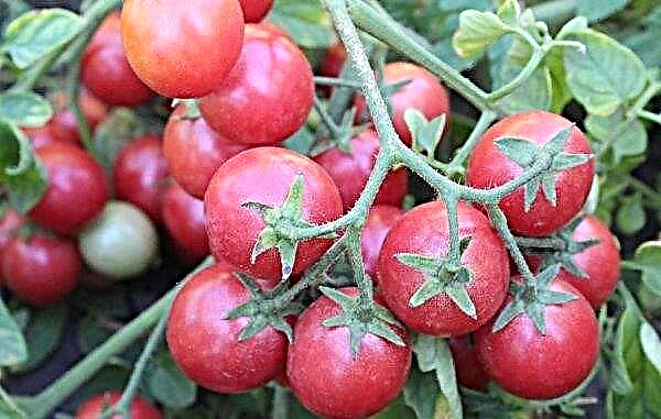 Pomidorų linda (f1, vyšnia): veislės savybės ir aprašymas, nuotrauka, derlius