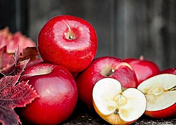Krasnodarski vrtnarji so branili čast kubanskim jabolkom