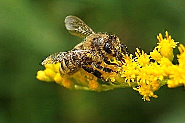Vologdští amatérští včelaři vytáhli štěstí lístek