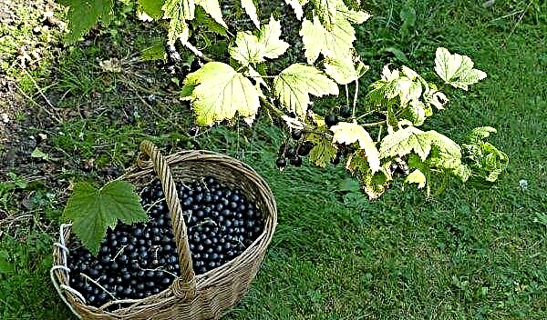 Currant Naughty - description of the variety with a photo, reviews about blackcurrant, care, productivity