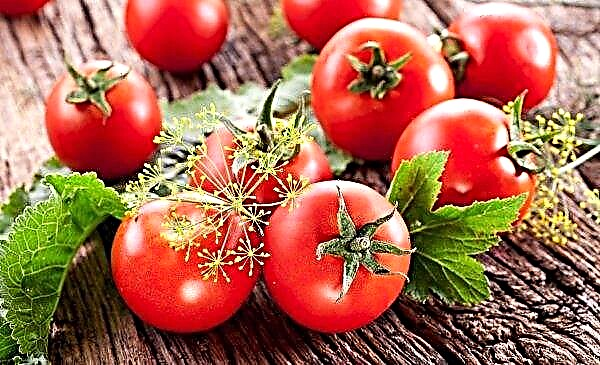 Nigeria scientists are working on the creation of GM tomatoes