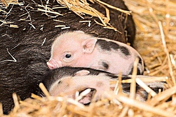Sibirier werden Laborschweine nicht mehr einschläfern, sondern auf ihre einheimische Farm schicken