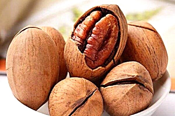 In Ukraine, a huge grove of wonderful nuts