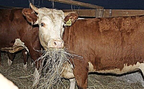 Cara memberi makan lembu setelah melahirkan anak di rumah pada bila-bila masa sepanjang hari