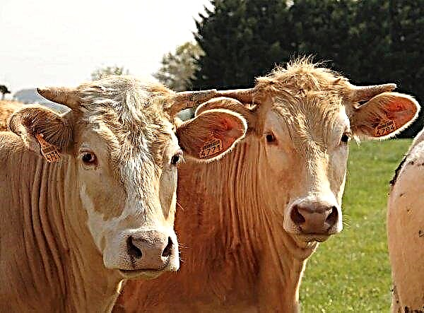 ドイツの研究者たちは気候に中立な牛を探しています