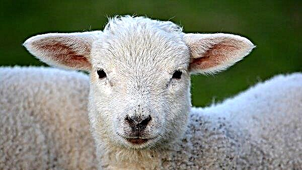 Permintaan tinggi terhadap anak domba memberi inspirasi kepada usahawan Rusia
