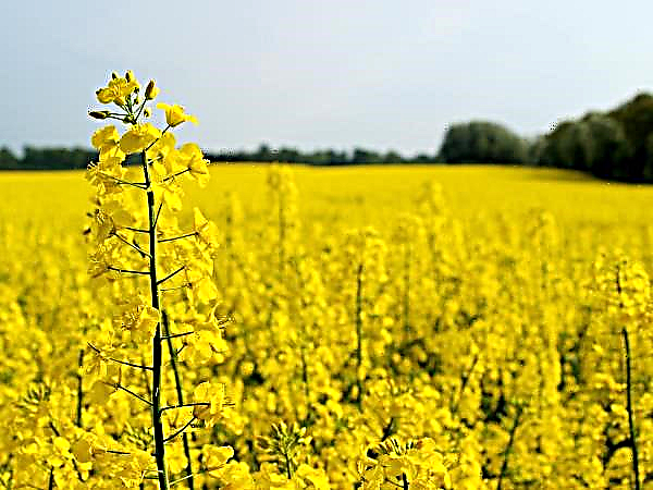 Will Canadian canola save Europe from scarcity?
