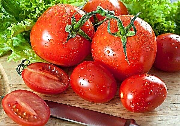 تستمر الطماطم في الحصول على أرخص في الأسواق الأوكرانية