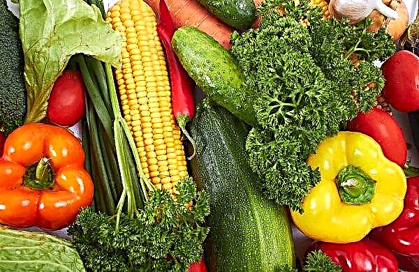 Підмосковні теплиці активно «плодоносять» десятками тисяч тонн свіжих овочів