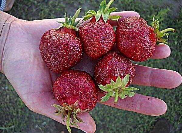 Ducat aux fraises: description de la variété et des caractéristiques, notamment plantation et entretien, photo