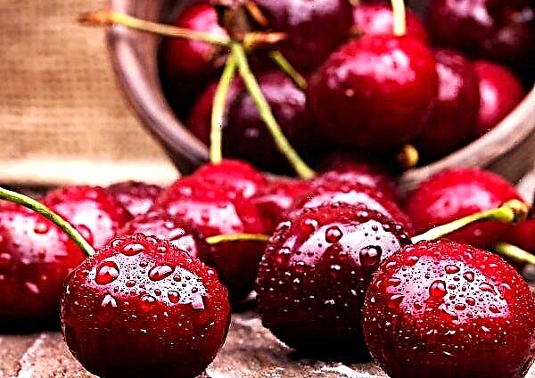 Cherkasy gardener receives $ 35 thousand from 1 hectare of sweet cherry