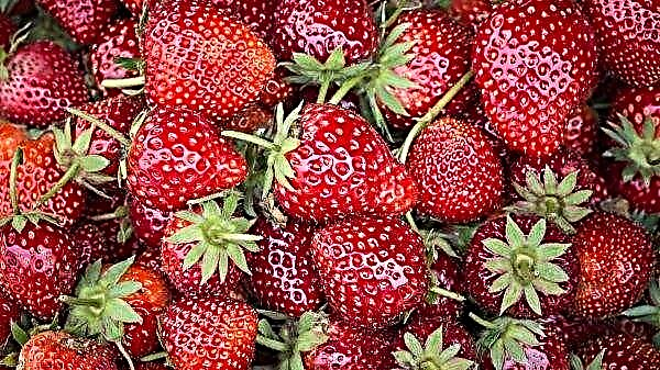 What kind of strawberries do Europeans like?