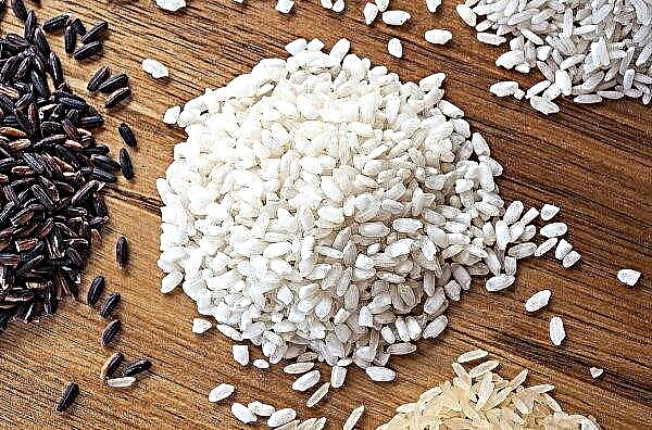 Lisavett pole: Ukraina teadlased on pakkunud välja uue viisi riisi kasvatamiseks