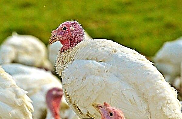 Hungary: more than 53 thousand turkeys will be killed due to bird flu