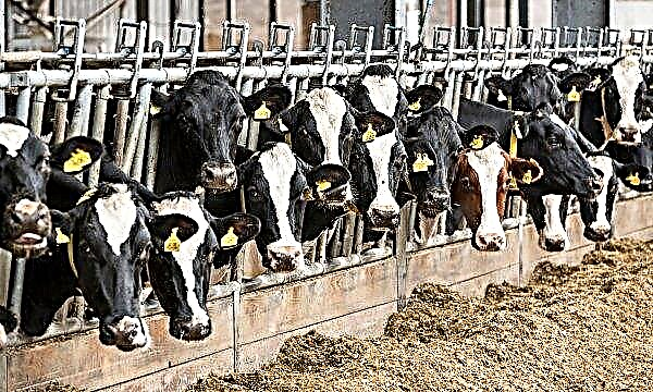 कलुगा क्षेत्र में जापानी "संगमरमर" गाय बढ़ रही हैं