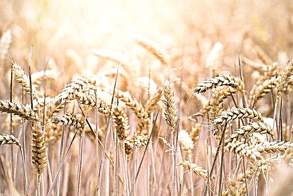 Francuska razočarana zimskom pšenicom